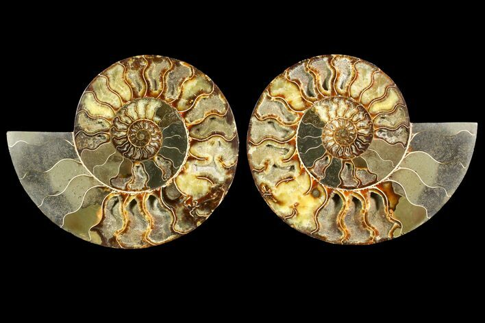 Agatized Ammonite Fossil - Very Large #145213